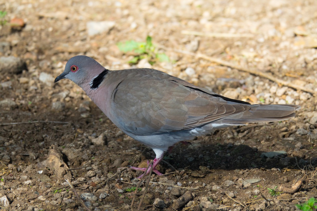 Mourning Collared-Dove - ML111945691