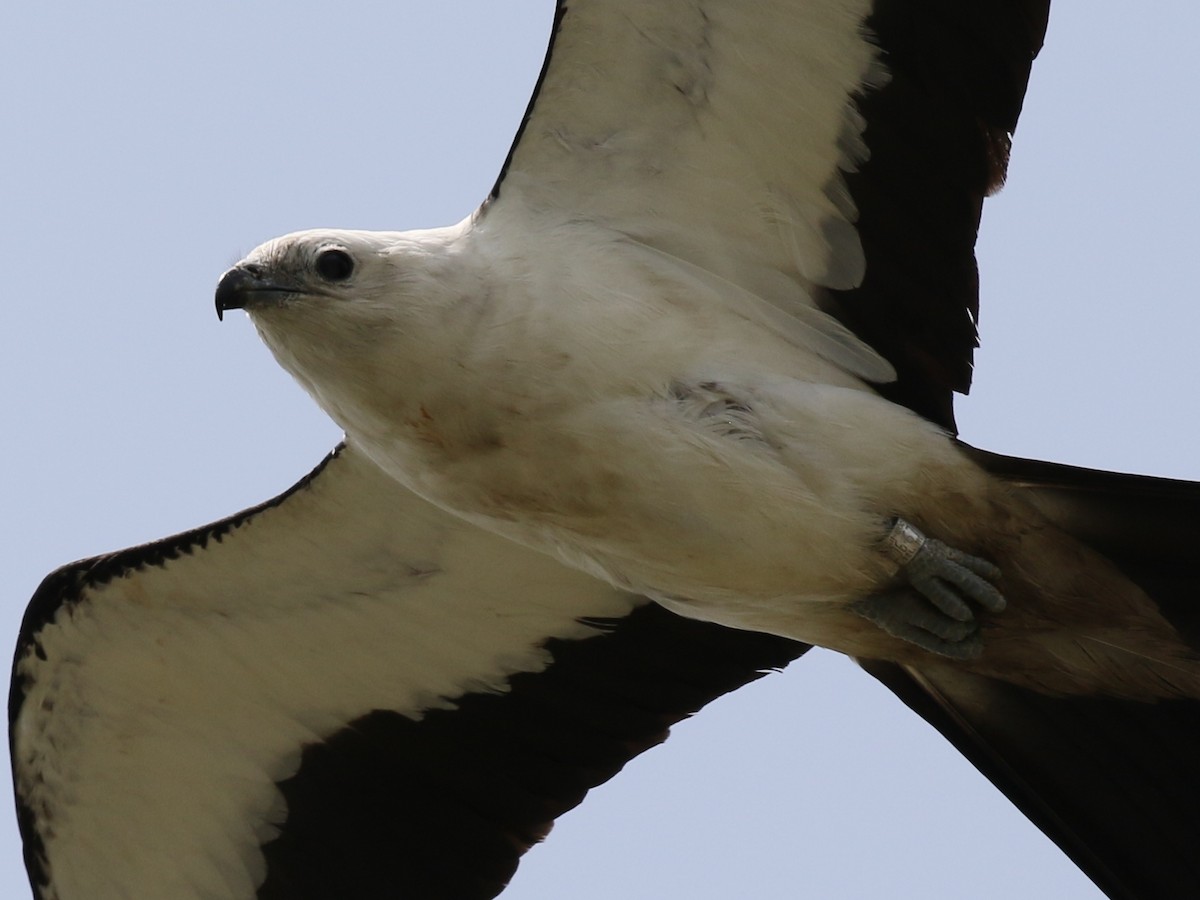 Swallow-tailed Kite - Steve Calver