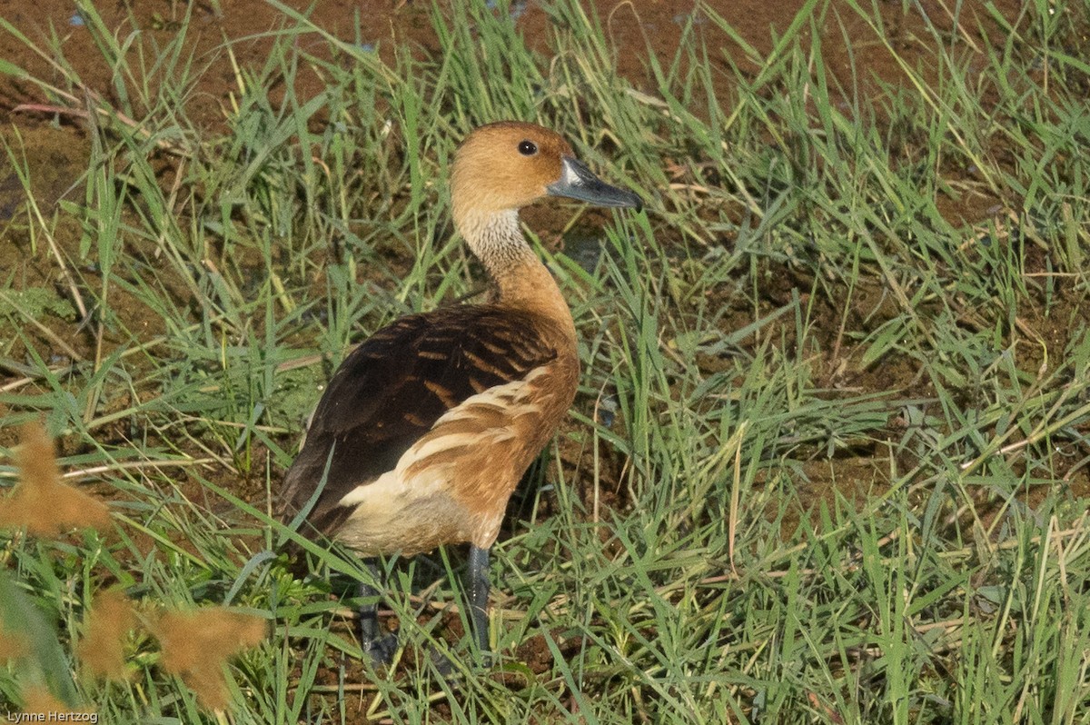 Fulvous Whistling-Duck - ML111950231