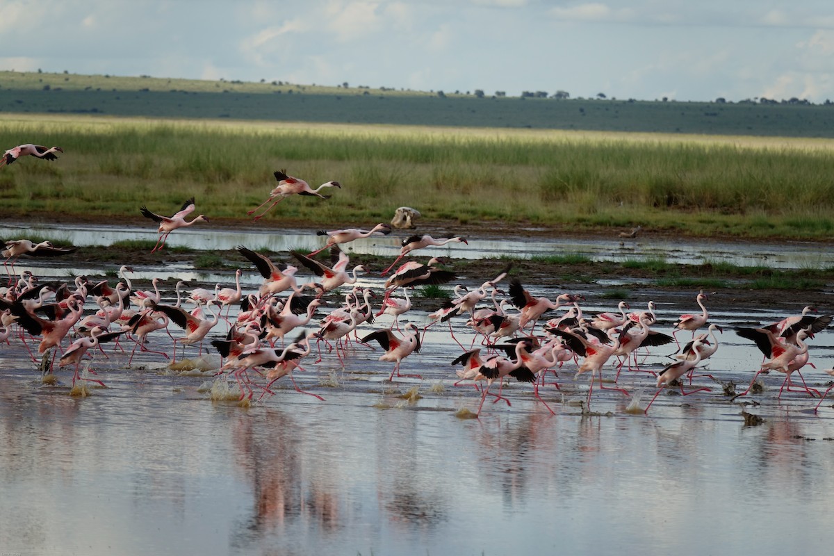 Greater Flamingo - Lynne Hertzog