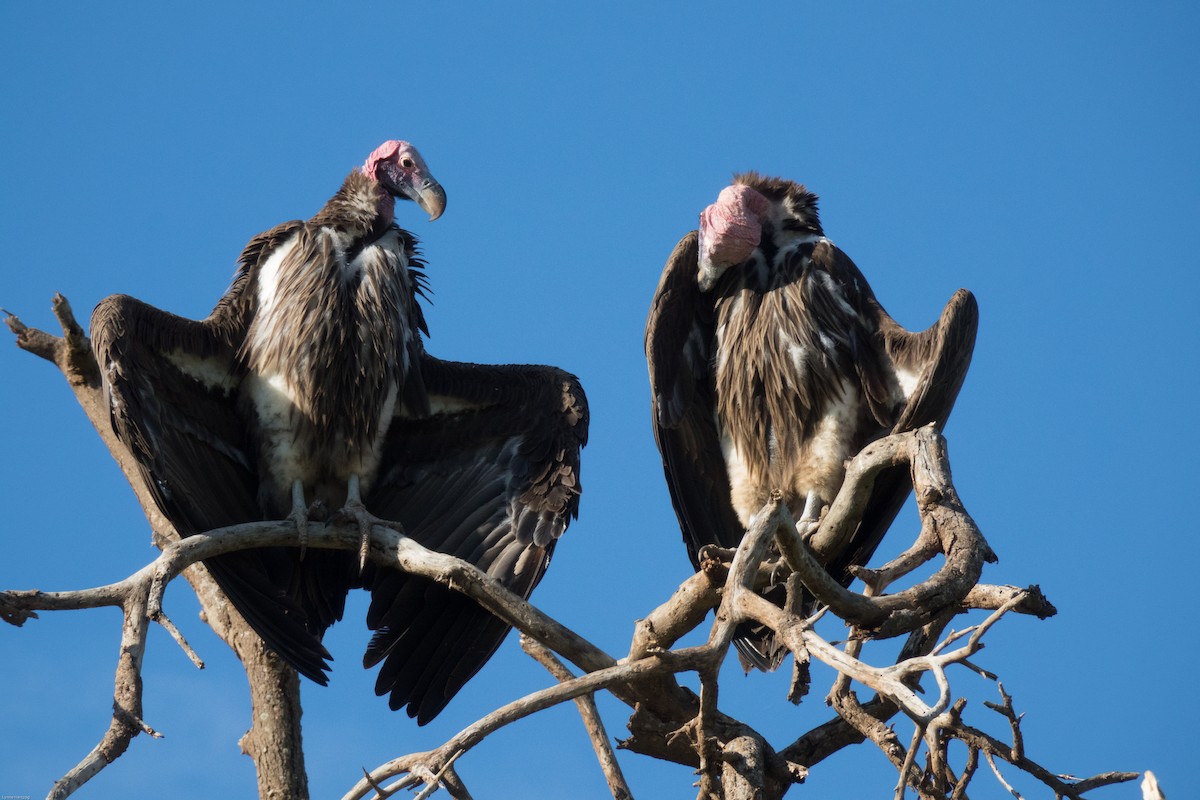 Lappet-faced Vulture - ML111950821