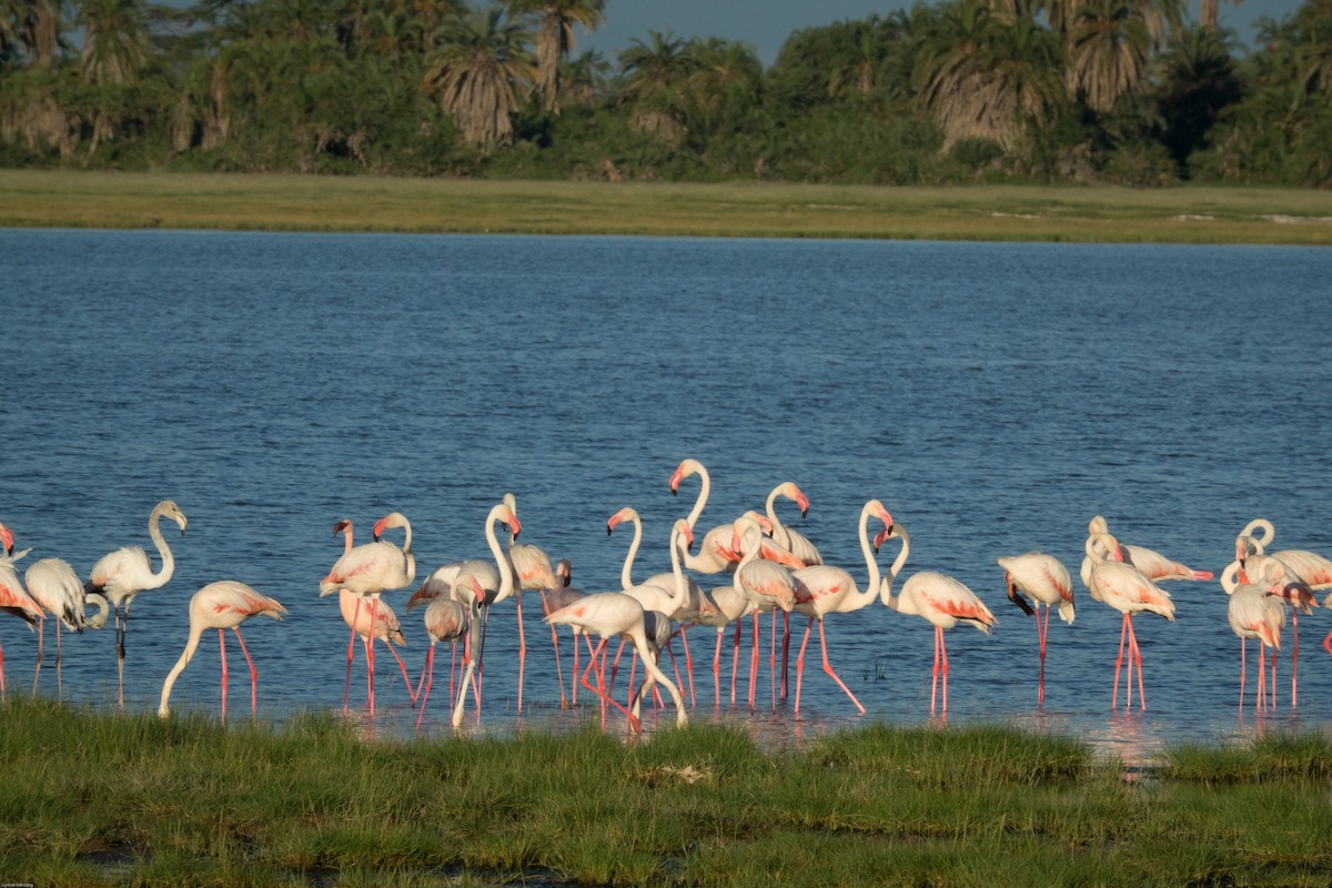 Lesser Flamingo - Lynne Hertzog