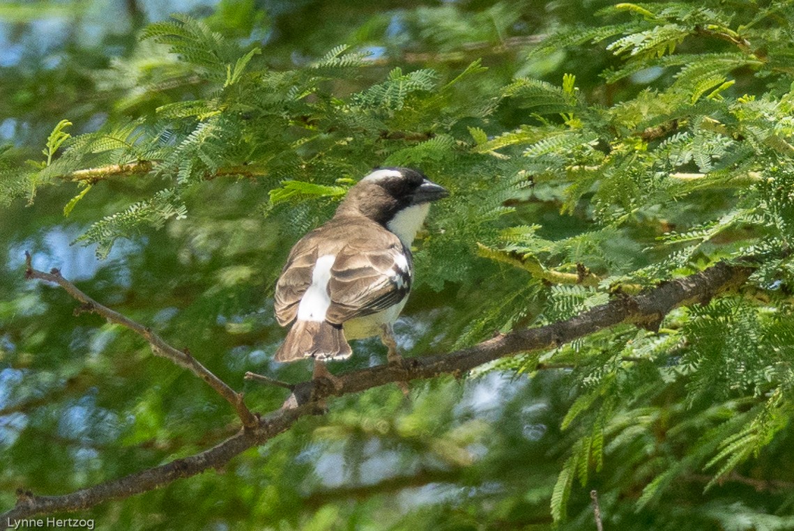 White-browed Sparrow-Weaver - Lynne Hertzog