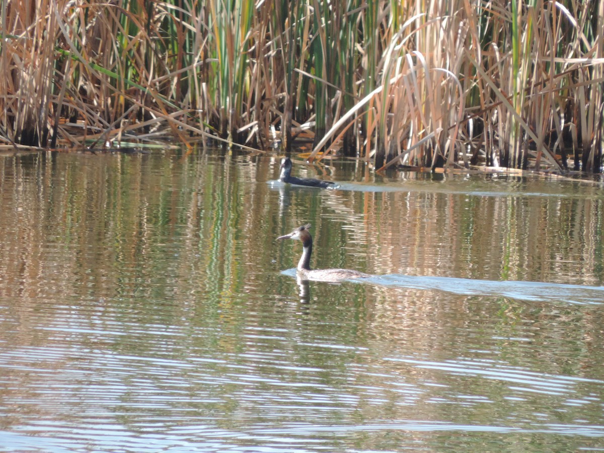 Great Crested Grebe - ML111955141