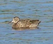Green-winged Teal - ML111956531