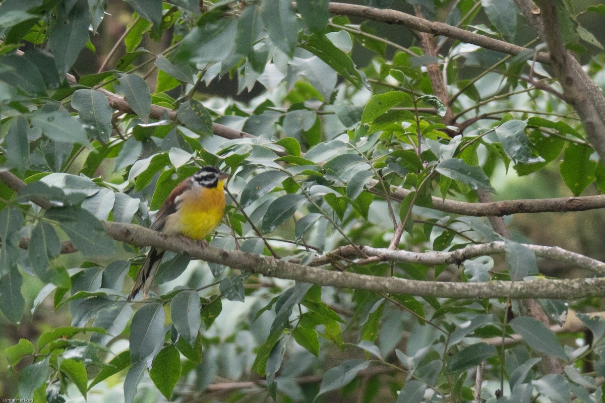 Golden-breasted Bunting - ML111958001