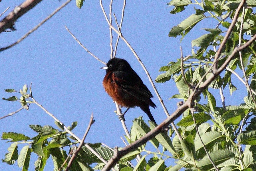 Orchard Oriole - ML111958681