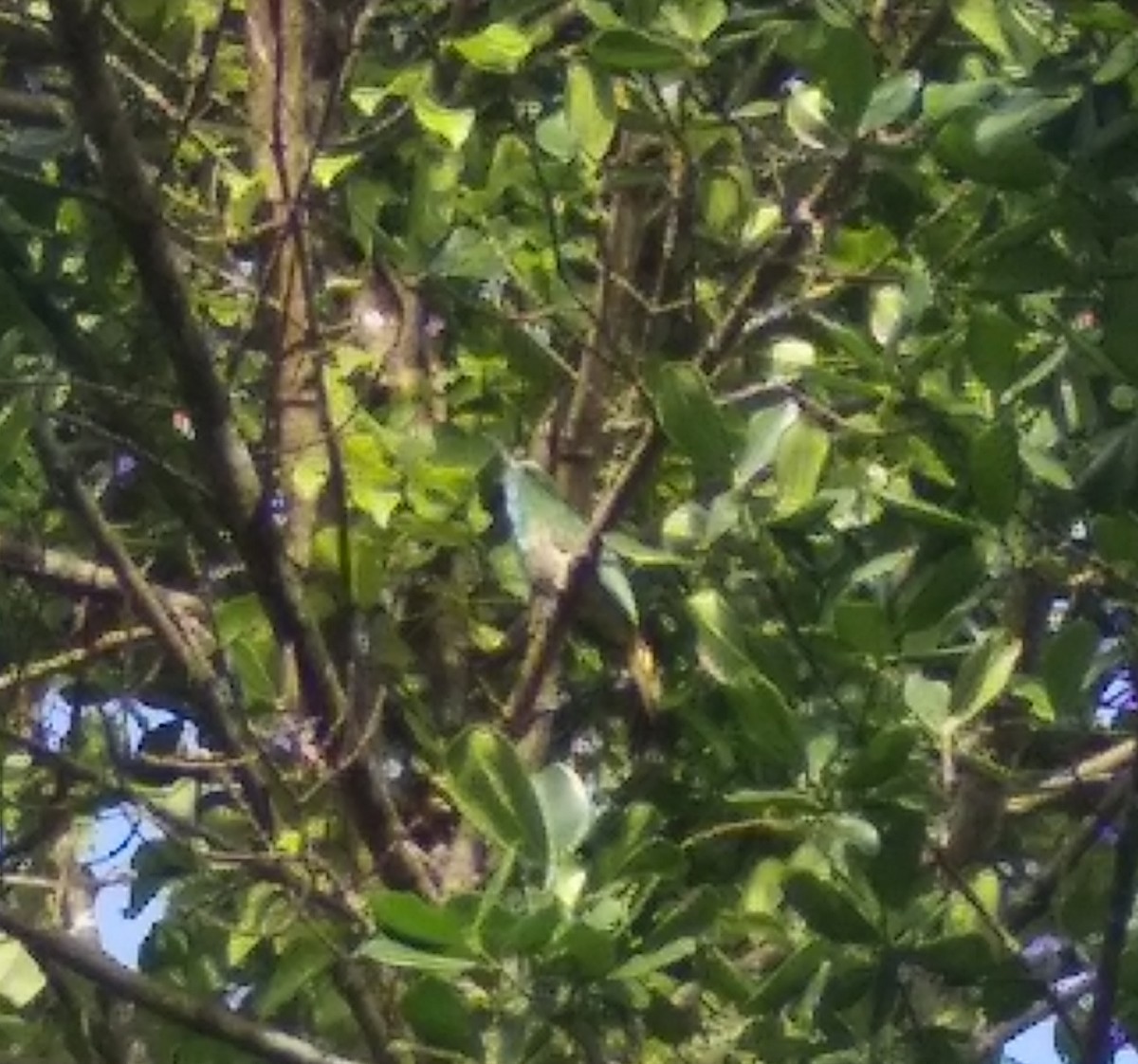 Blue-bearded Bee-eater - Pradeep Kidoor