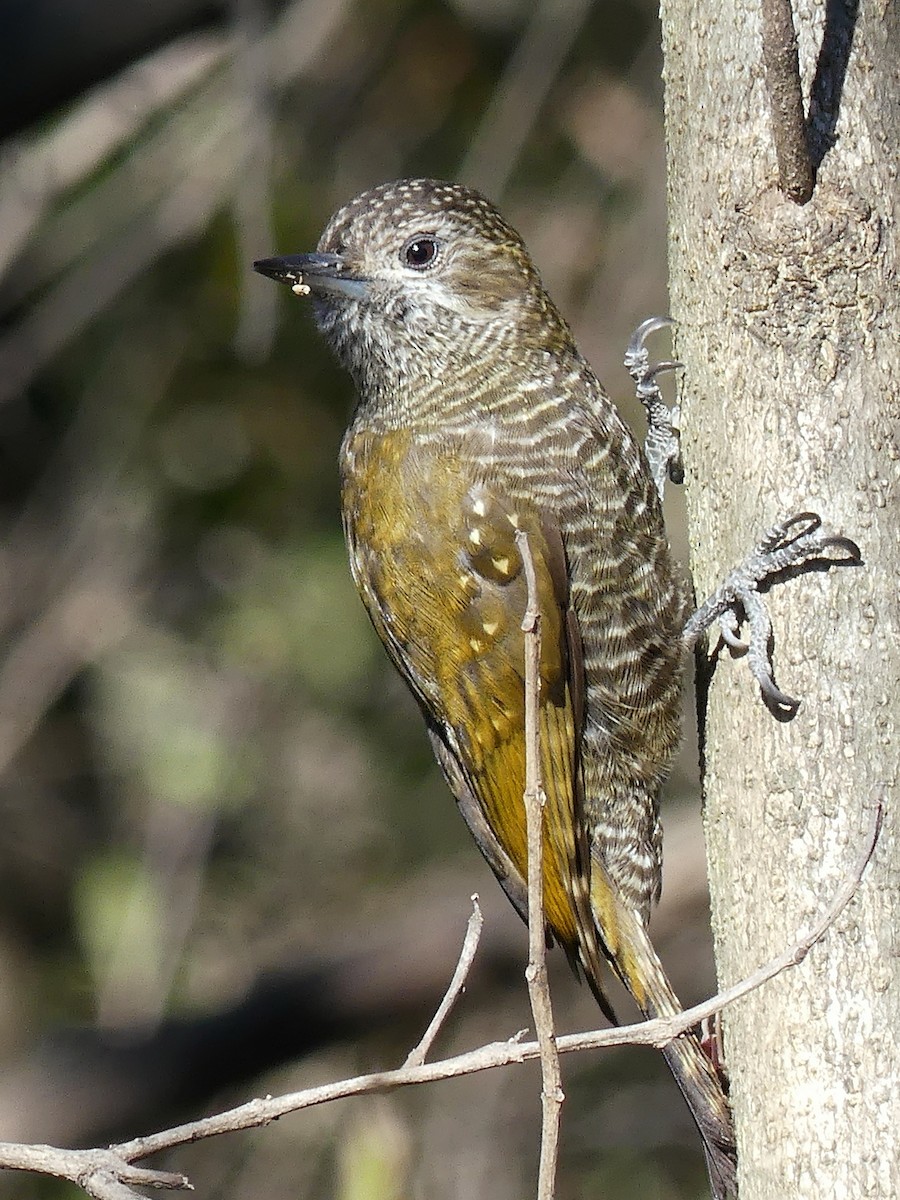 Dot-fronted Woodpecker - ML111962721