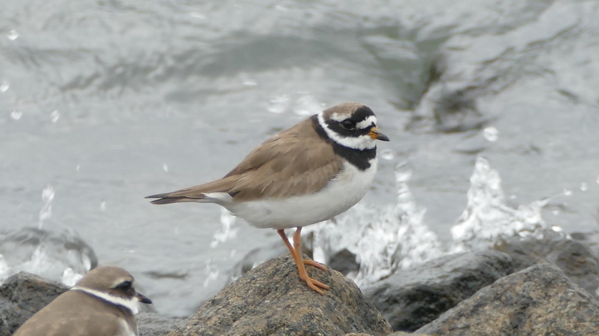 Common Ringed Plover - Andreas Hess