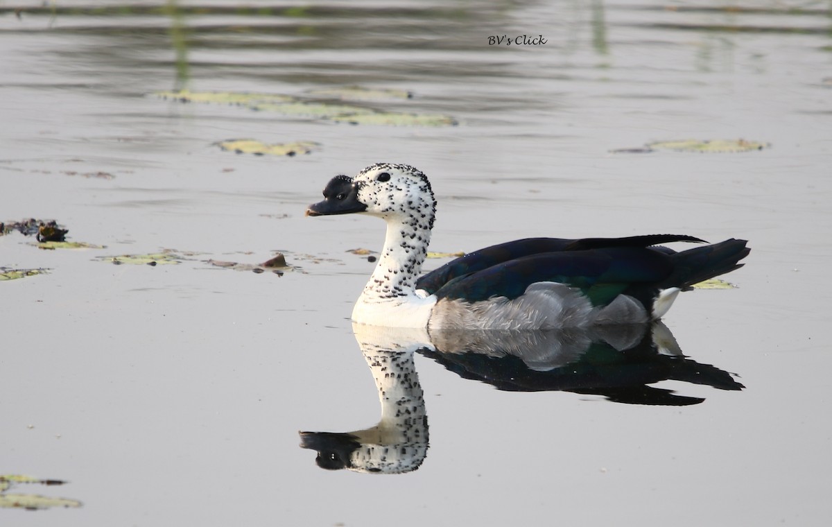 Knob-billed Duck - Bhaarat Vyas