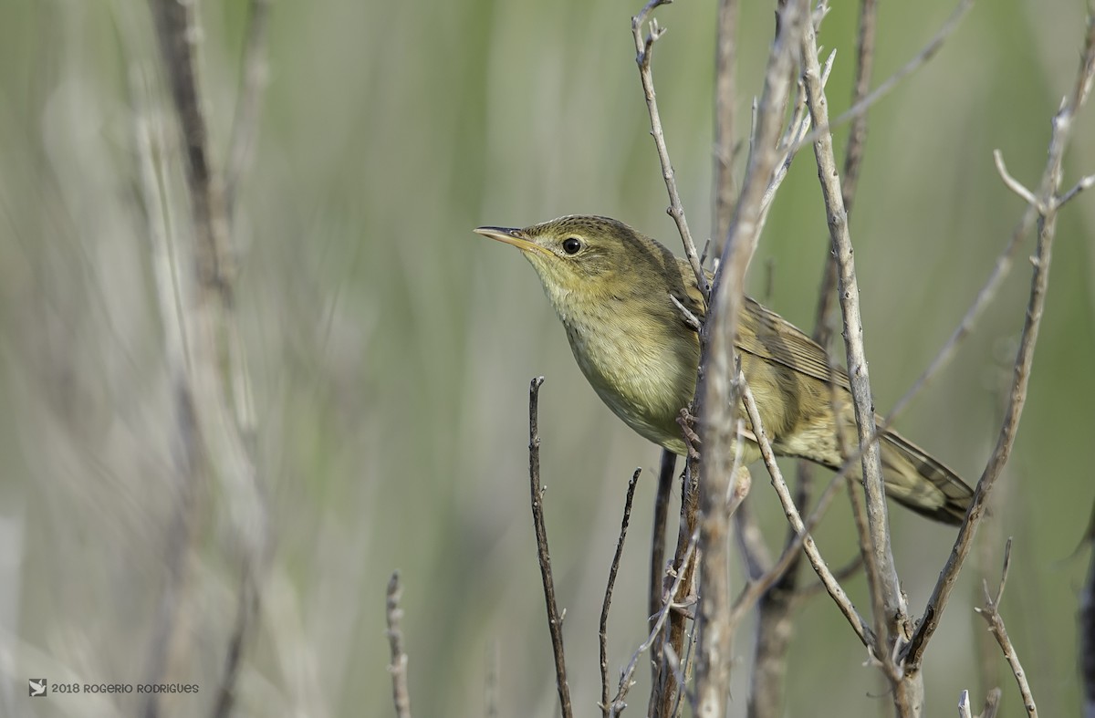 Common Grasshopper Warbler - Rogério Rodrigues