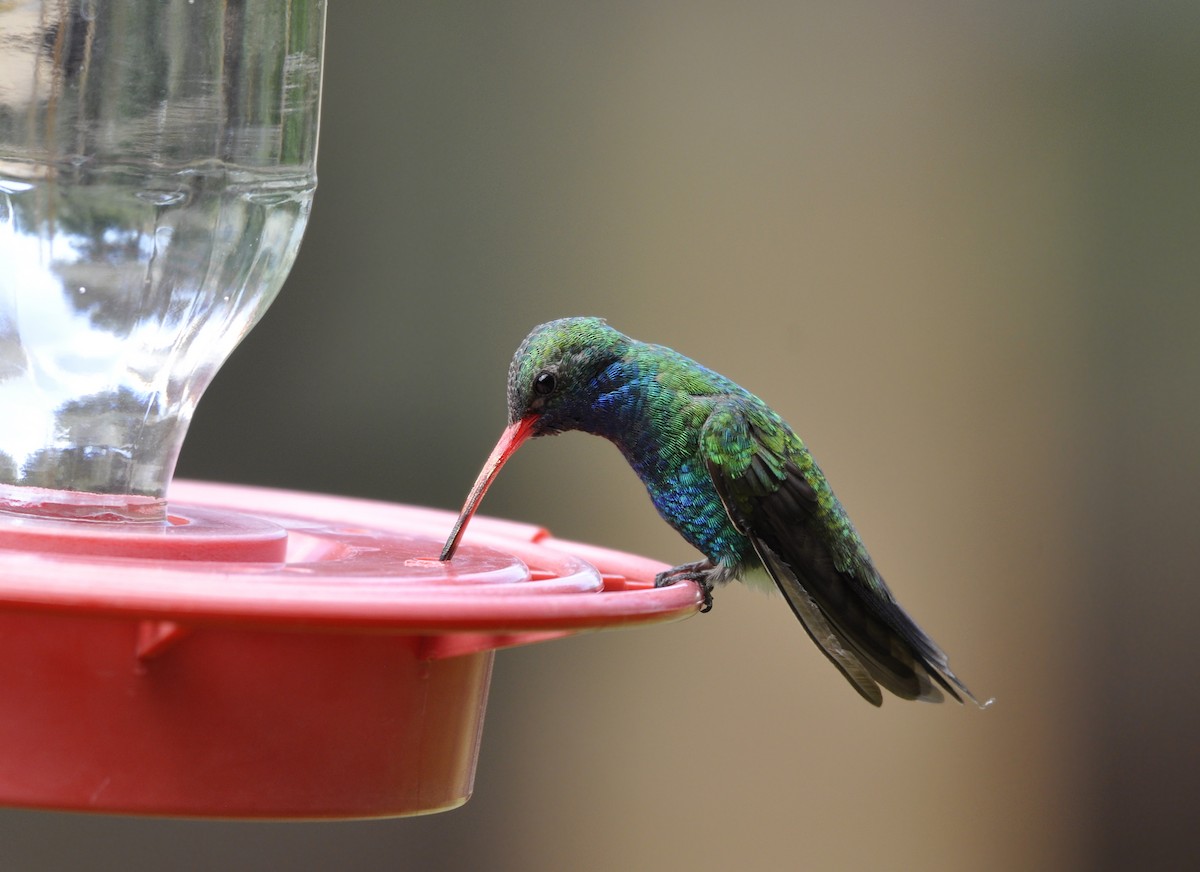 Broad-billed Hummingbird - Oliver Patrick