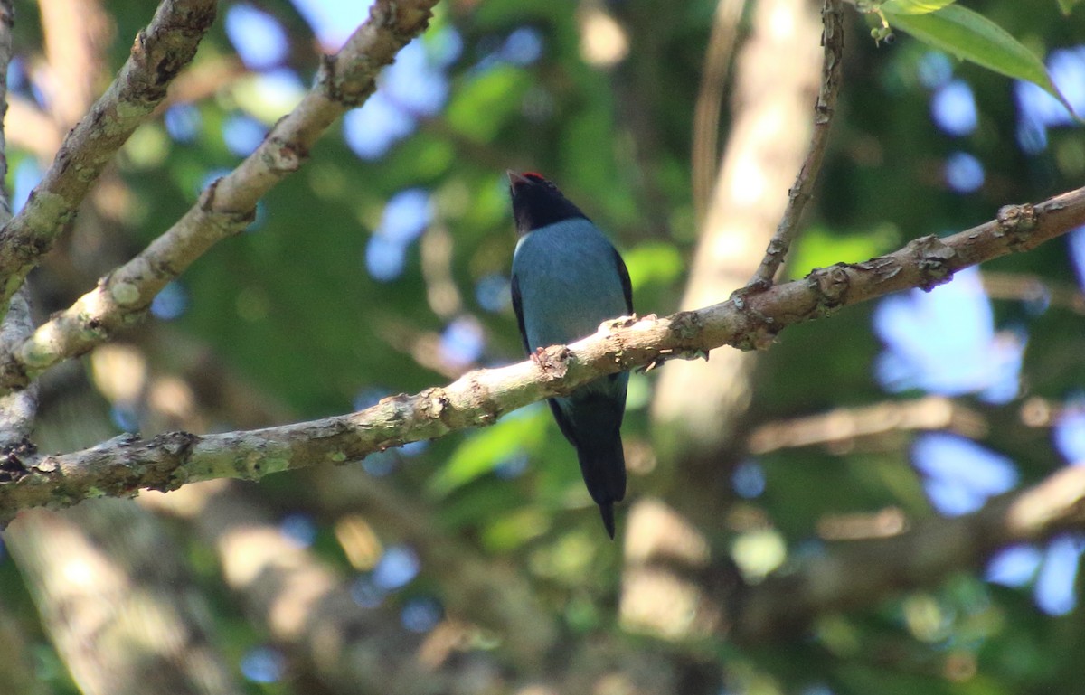 Swallow-tailed Manakin - Rick Folkening