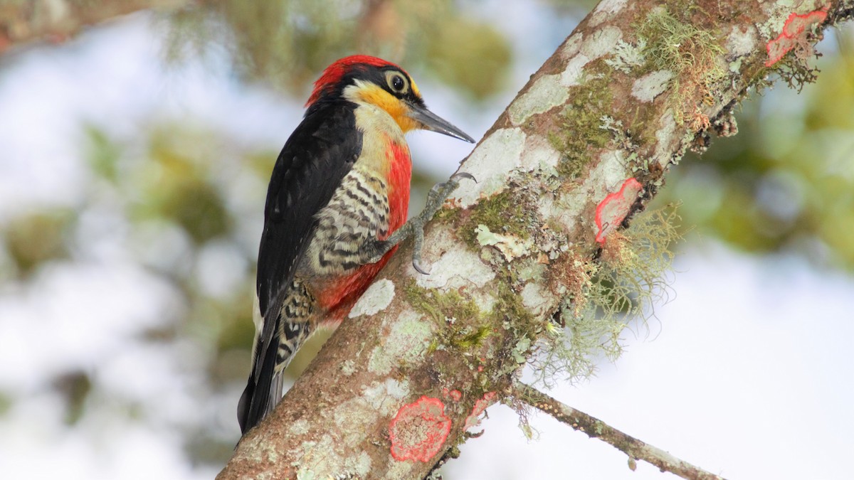 Yellow-fronted Woodpecker - Rick Folkening
