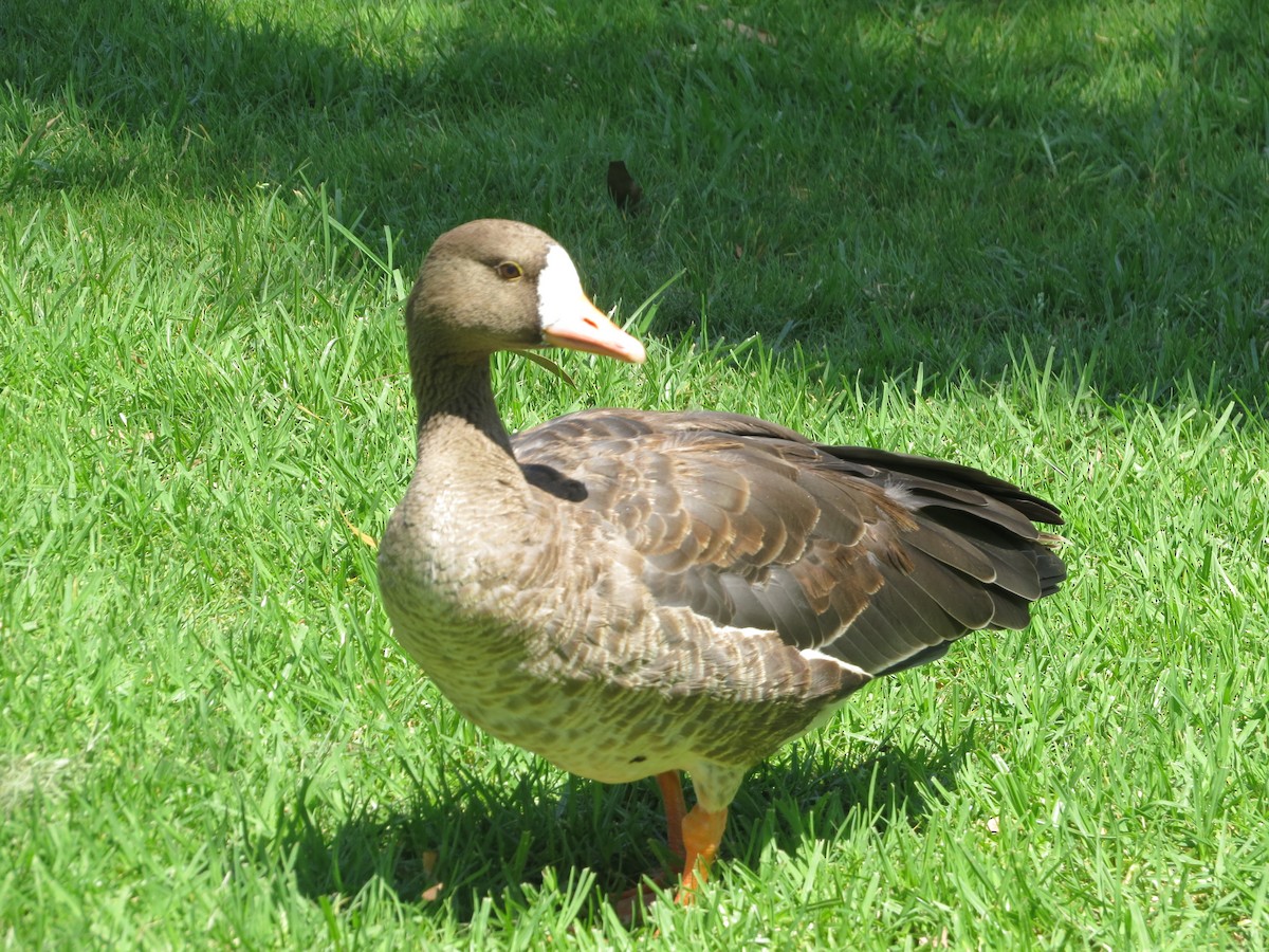 Greater White-fronted Goose - ML111975941