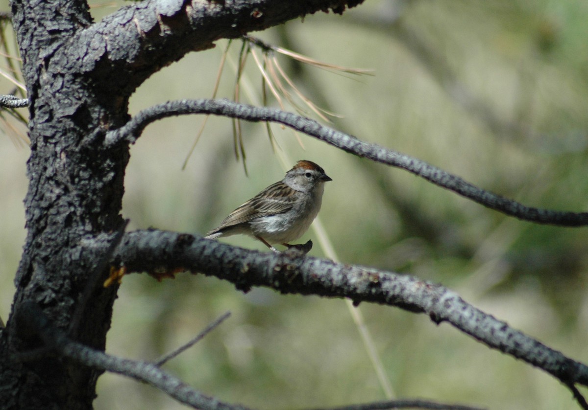 Chipping Sparrow - Sue Riffe