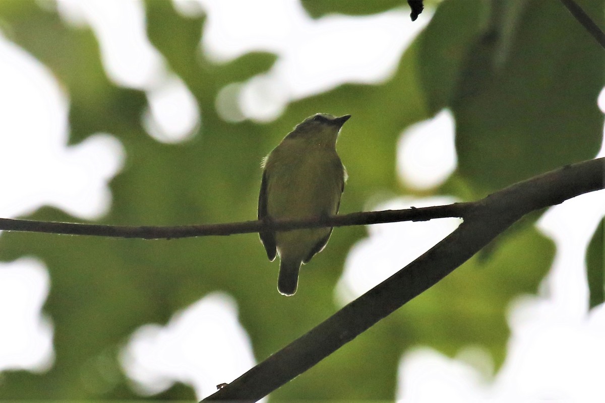 Brown-capped Tyrannulet - ML111984581