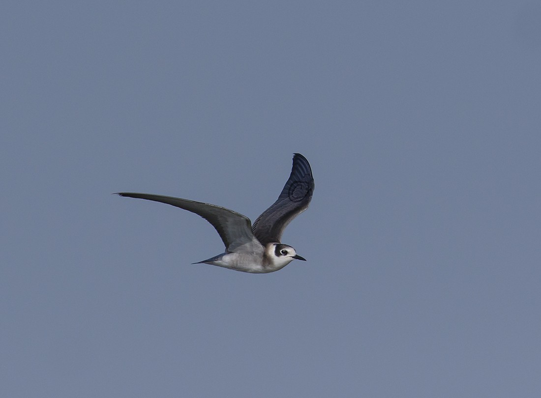 Black Tern - Gary Woods