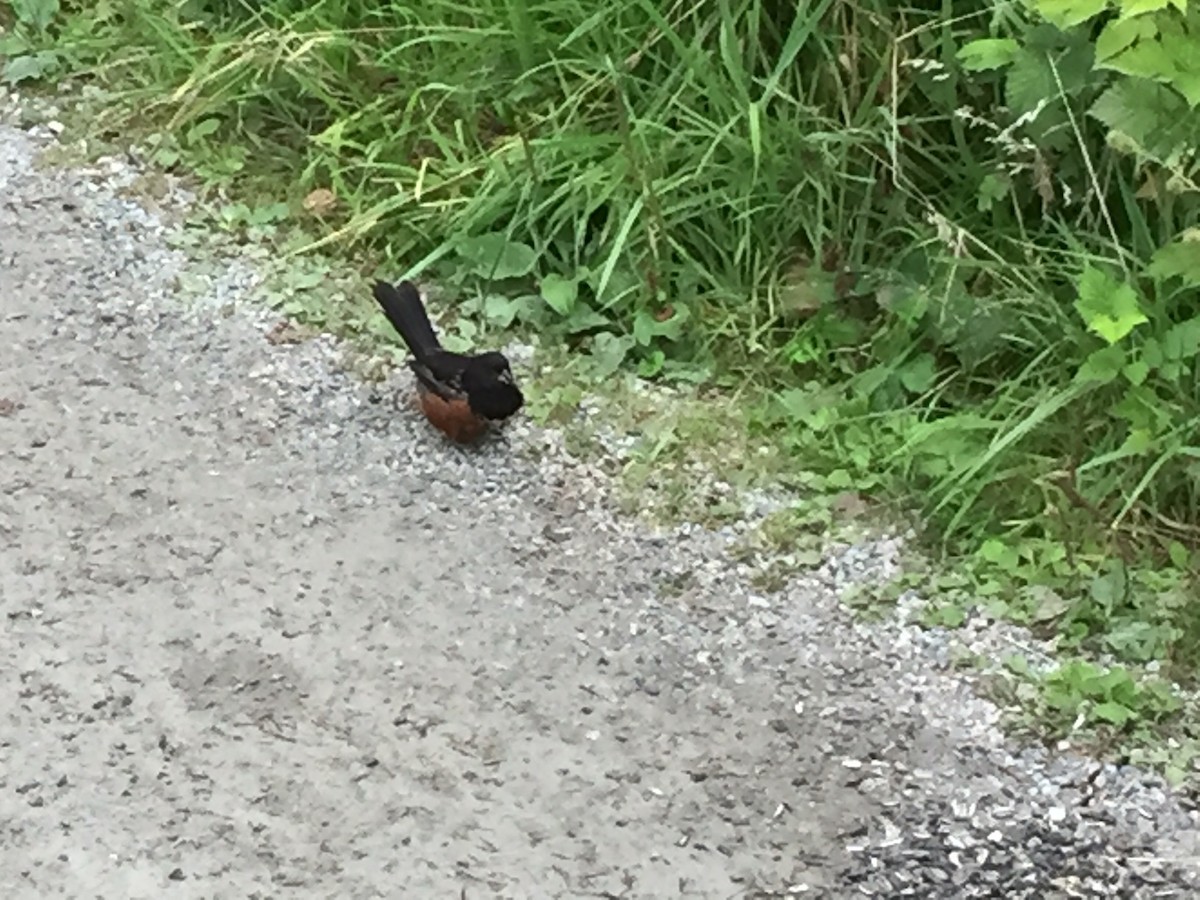 Spotted Towhee - ML111987811