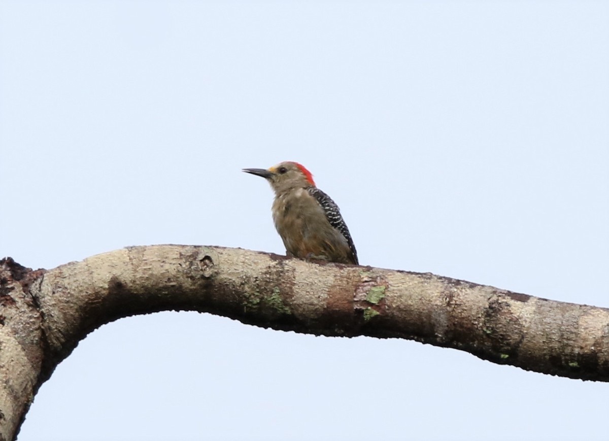 Golden-fronted Woodpecker - Daniel Aldana | Ornis Birding Expeditions