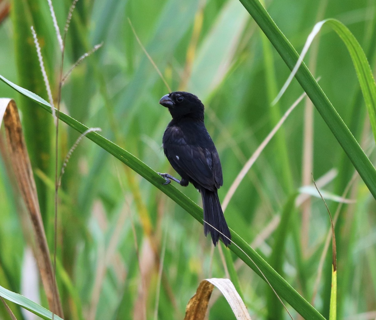 Variable Seedeater - ML111988431