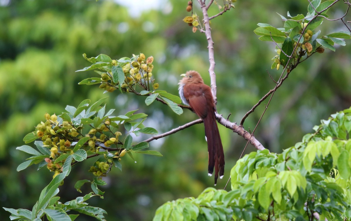 Squirrel Cuckoo - Daniel Aldana | Ornis Birding Expeditions