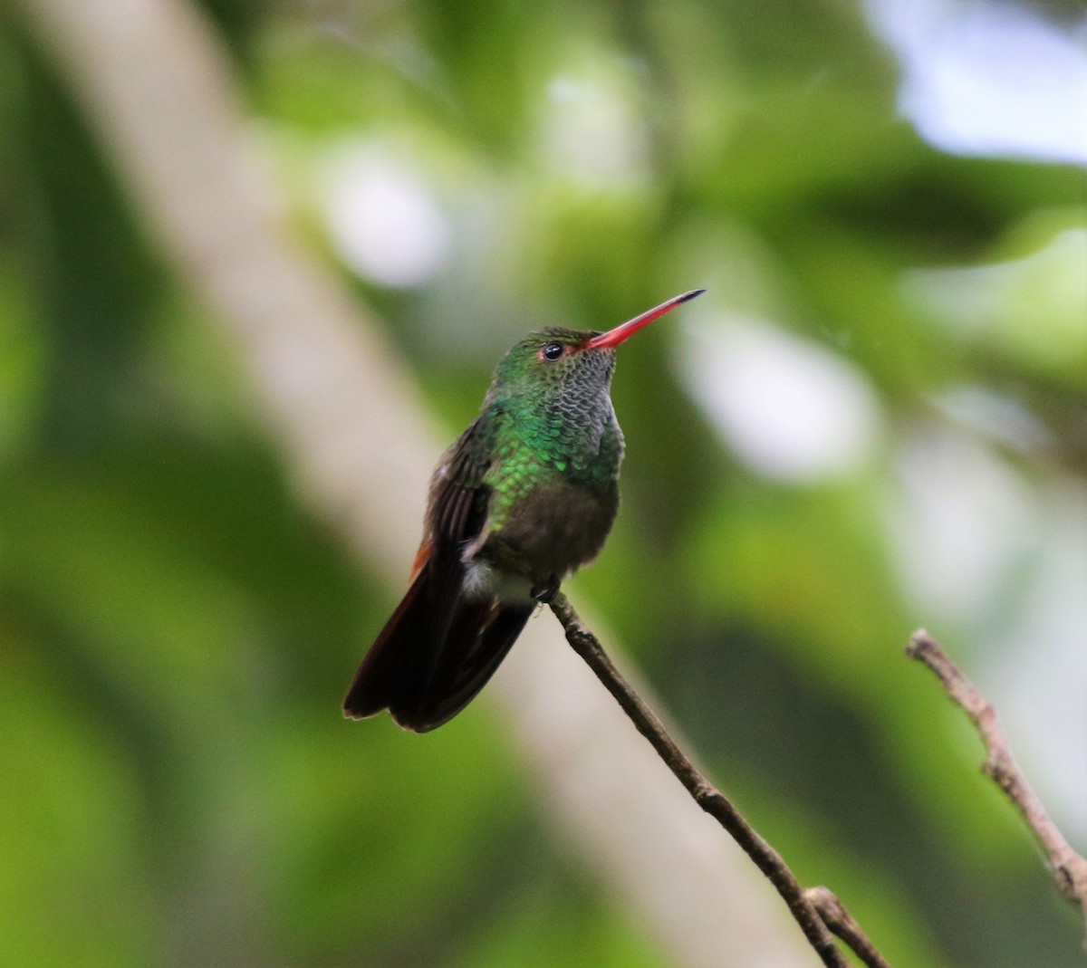 Rufous-tailed Hummingbird - Daniel Aldana | Ornis Birding Expeditions