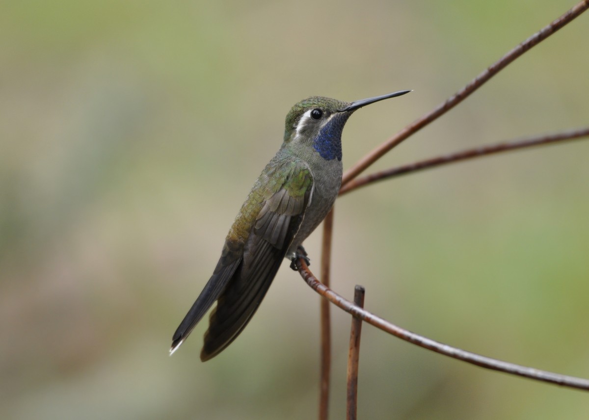 kolibřík blankytohrdlý - ML111989511