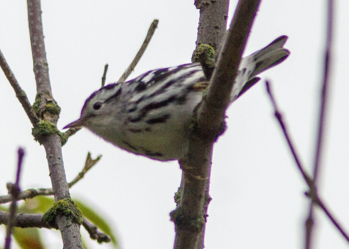 Black-and-white Warbler - ML111990931