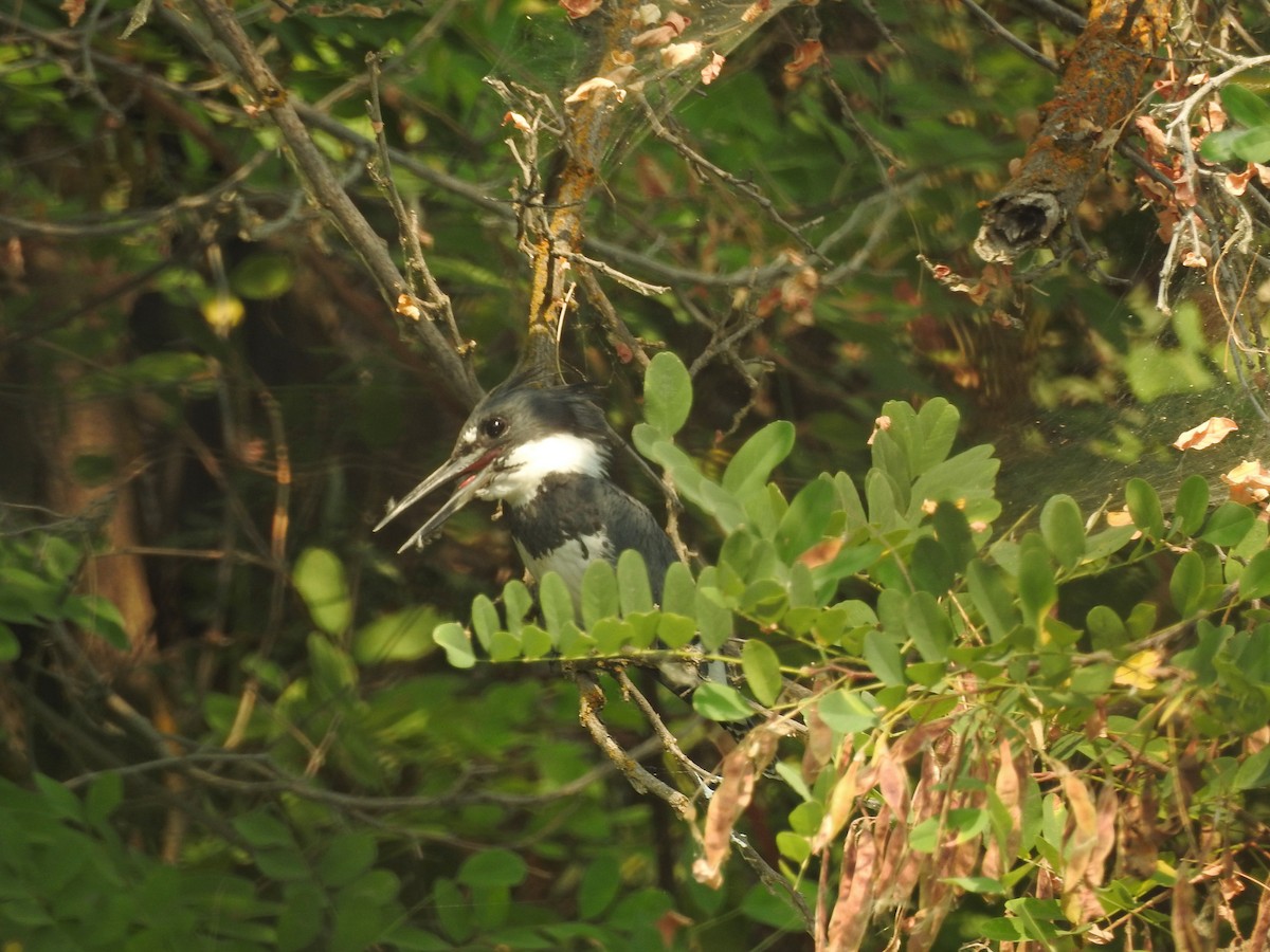 Belted Kingfisher - ML111991051
