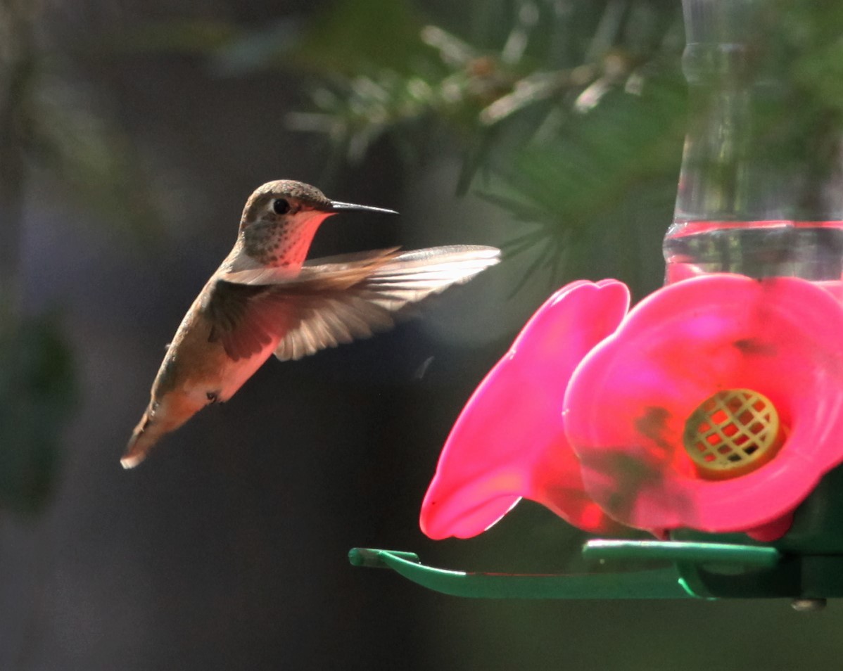 Calliope Hummingbird - ML111991271