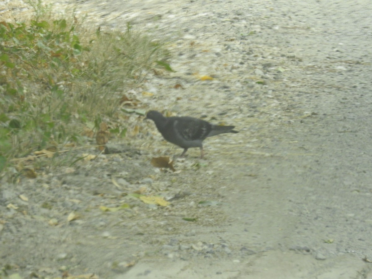 Rock Pigeon (Feral Pigeon) - ML111991711