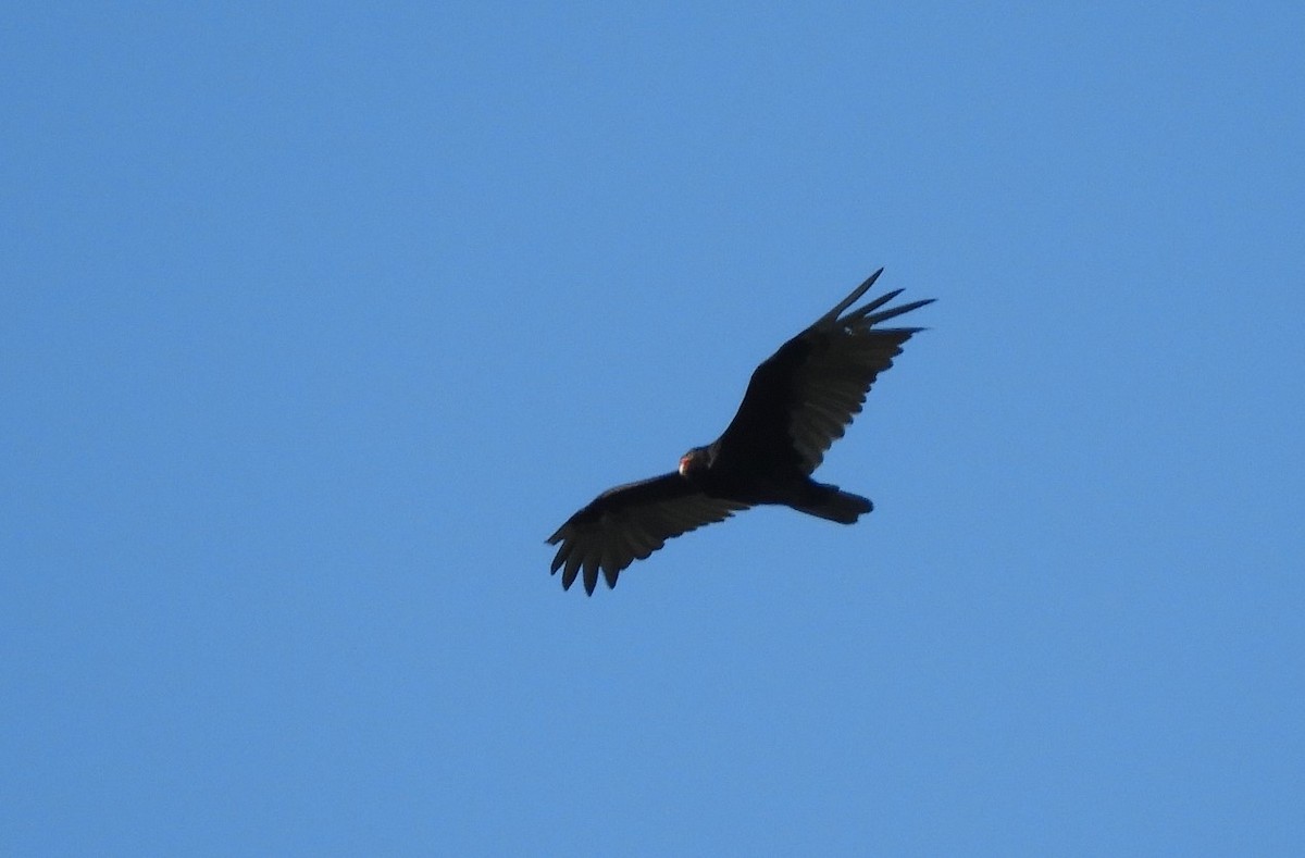 Turkey Vulture - ML111992841