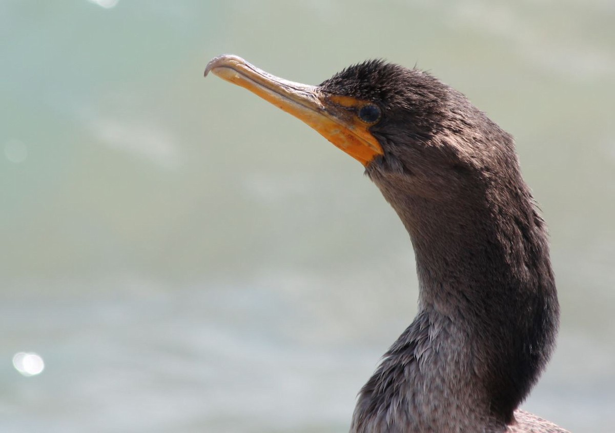 Double-crested Cormorant - 🦅 ꙅɒᴎoɔiʜƆ ʏɔɒɿT 🦃