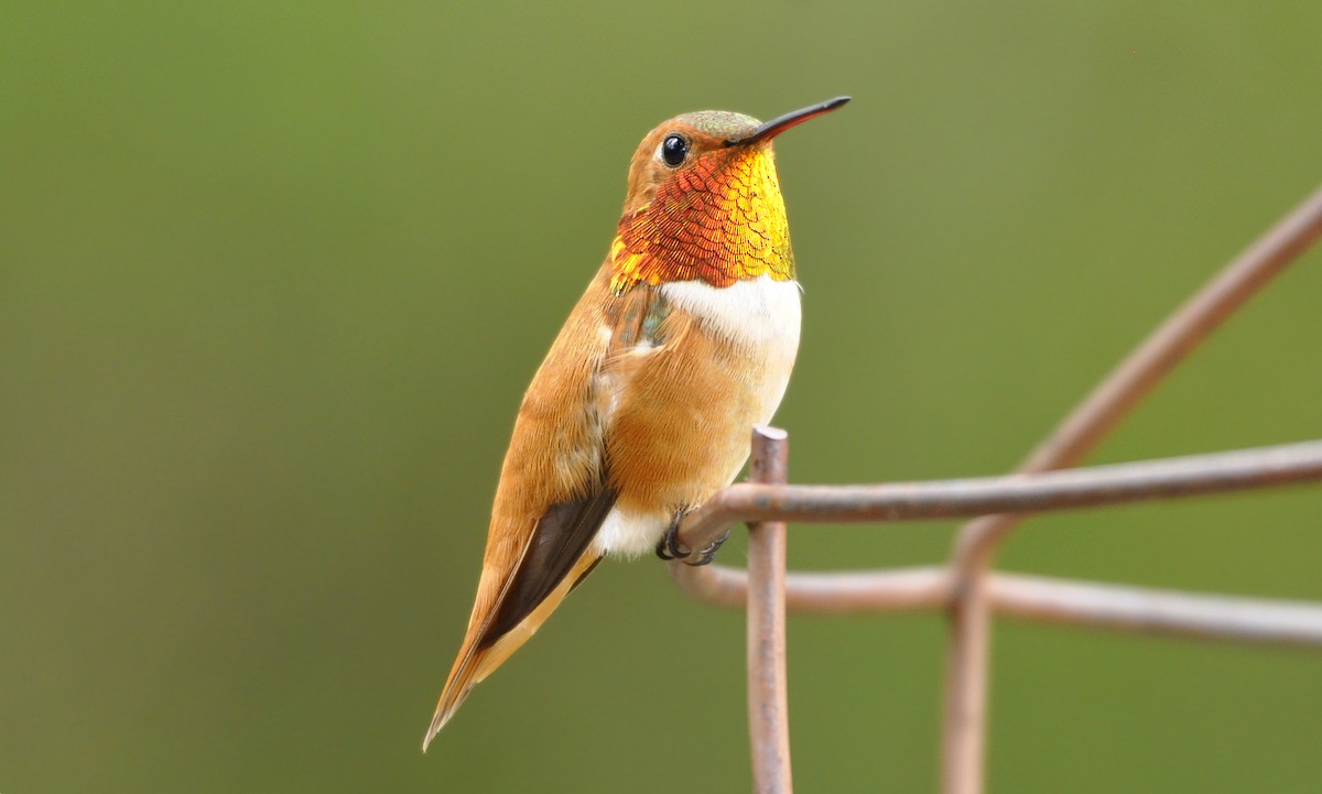 Rufous Hummingbird - Oliver Patrick