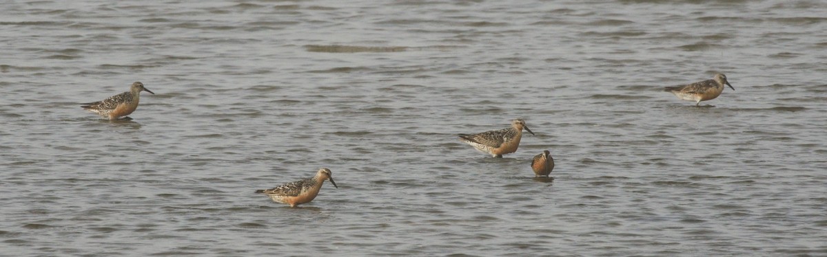 Red Knot - ML111999821