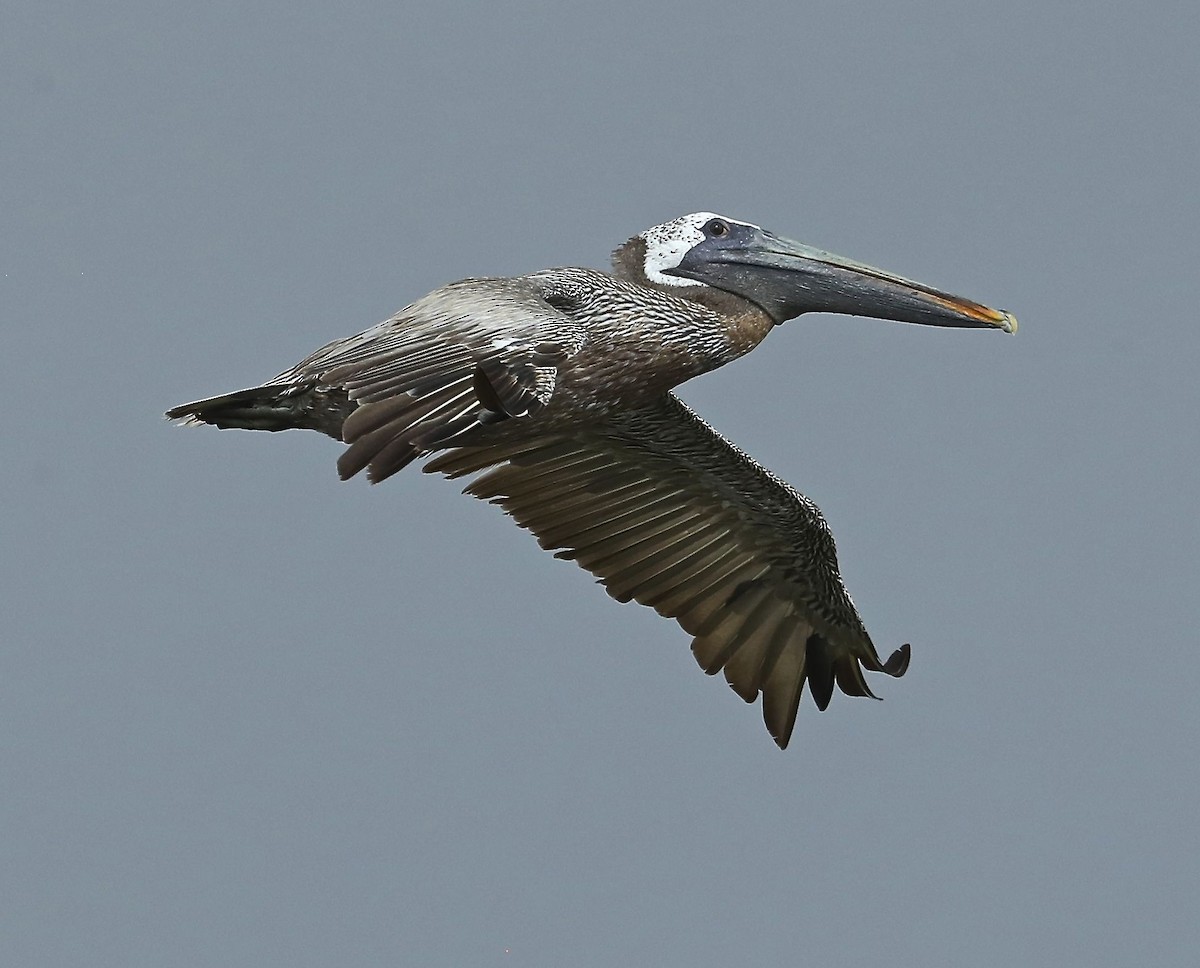 pelikán hnědý - ML112000241
