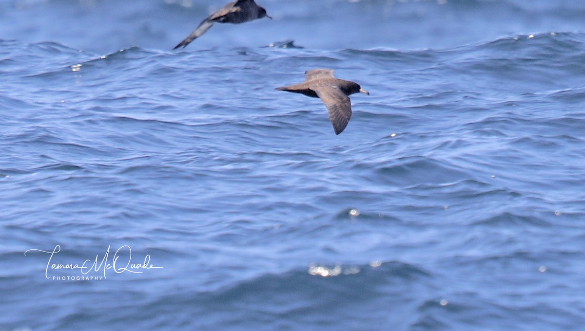 Flesh-footed Shearwater - ML112001451