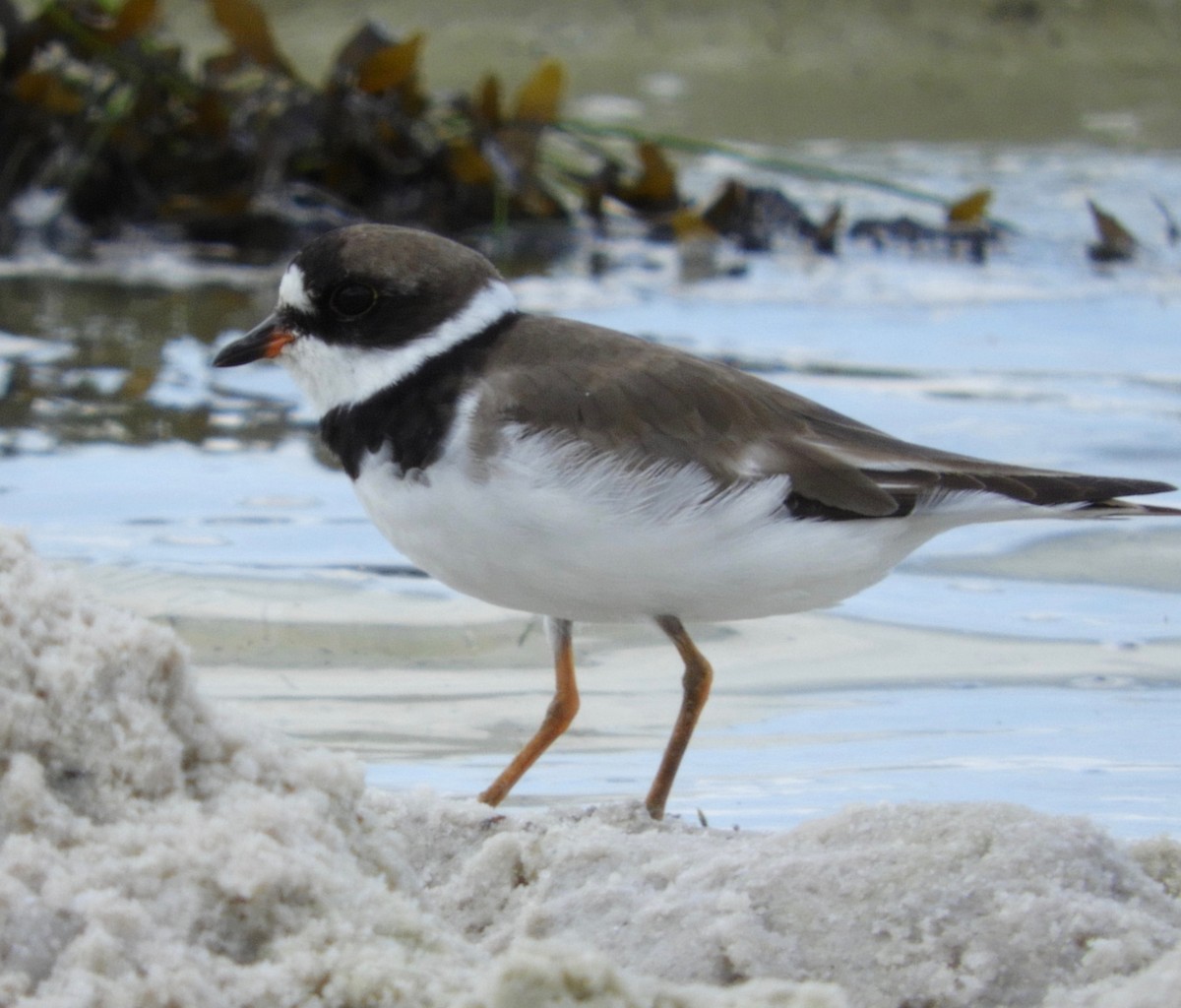 Semipalmated Plover - ML112002421