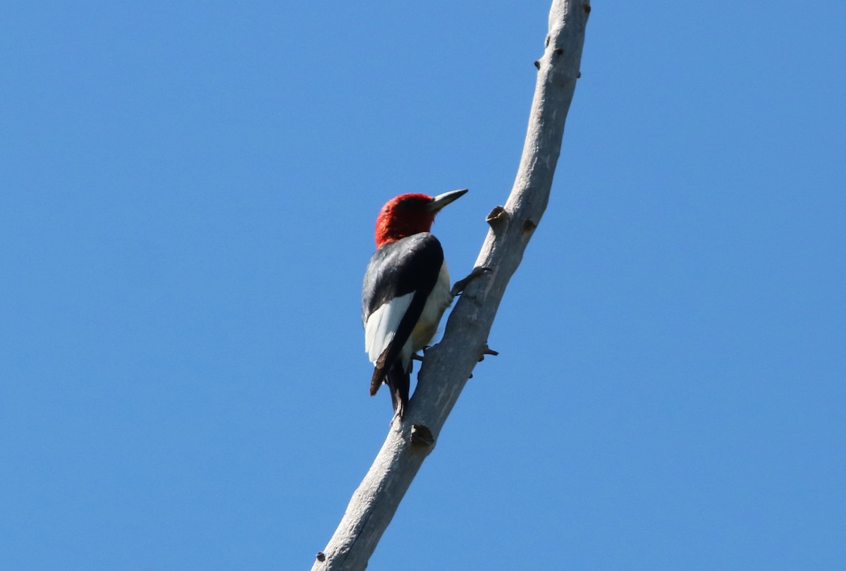 Red-headed Woodpecker - John Drummond