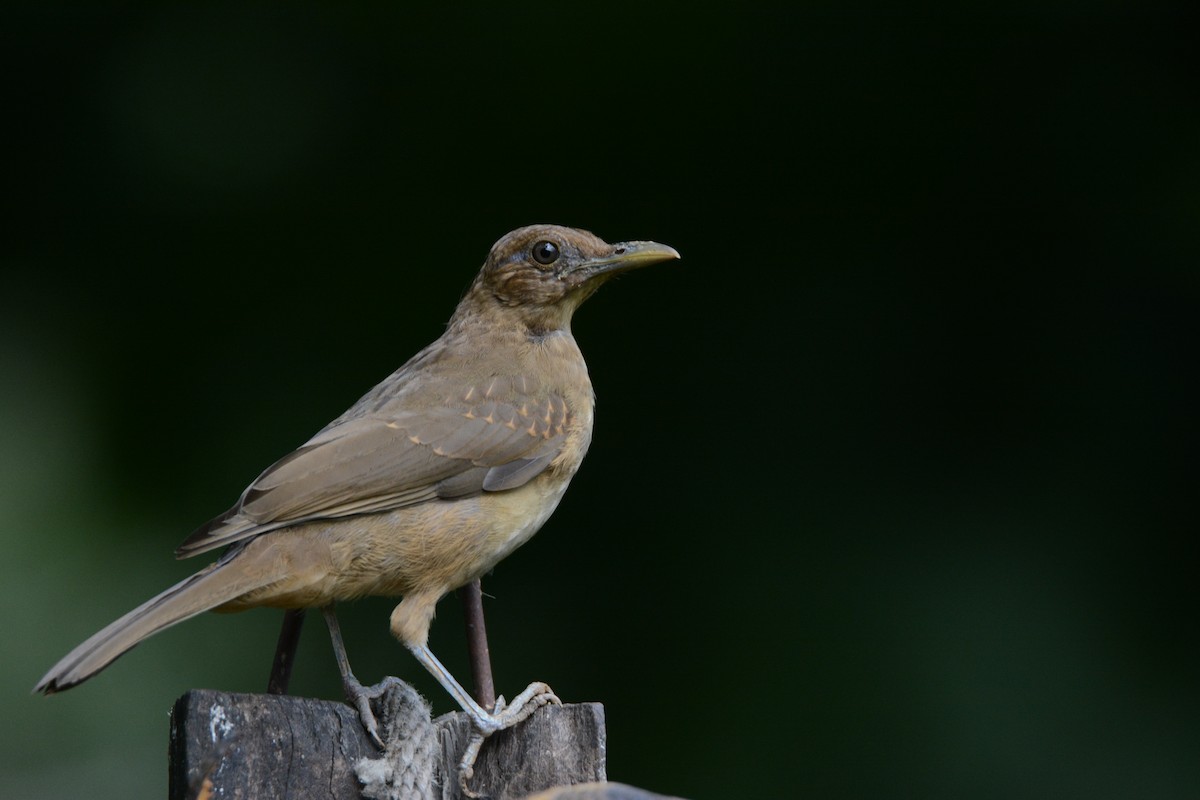 Clay-colored Thrush - Larry Chen