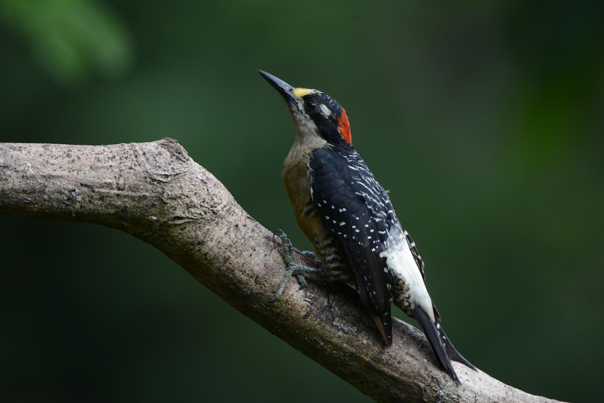 Black-cheeked Woodpecker - Larry Chen