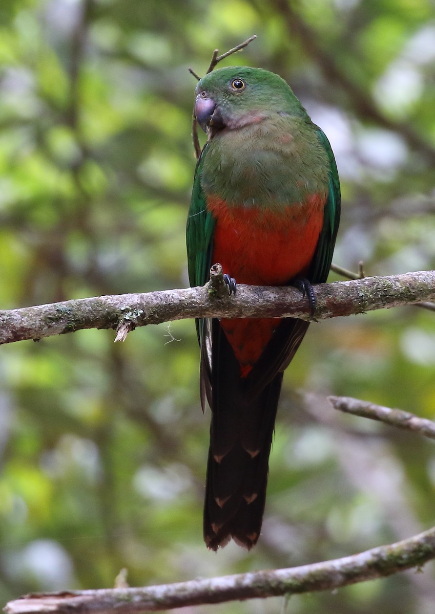 Australian King-Parrot - ML112002971