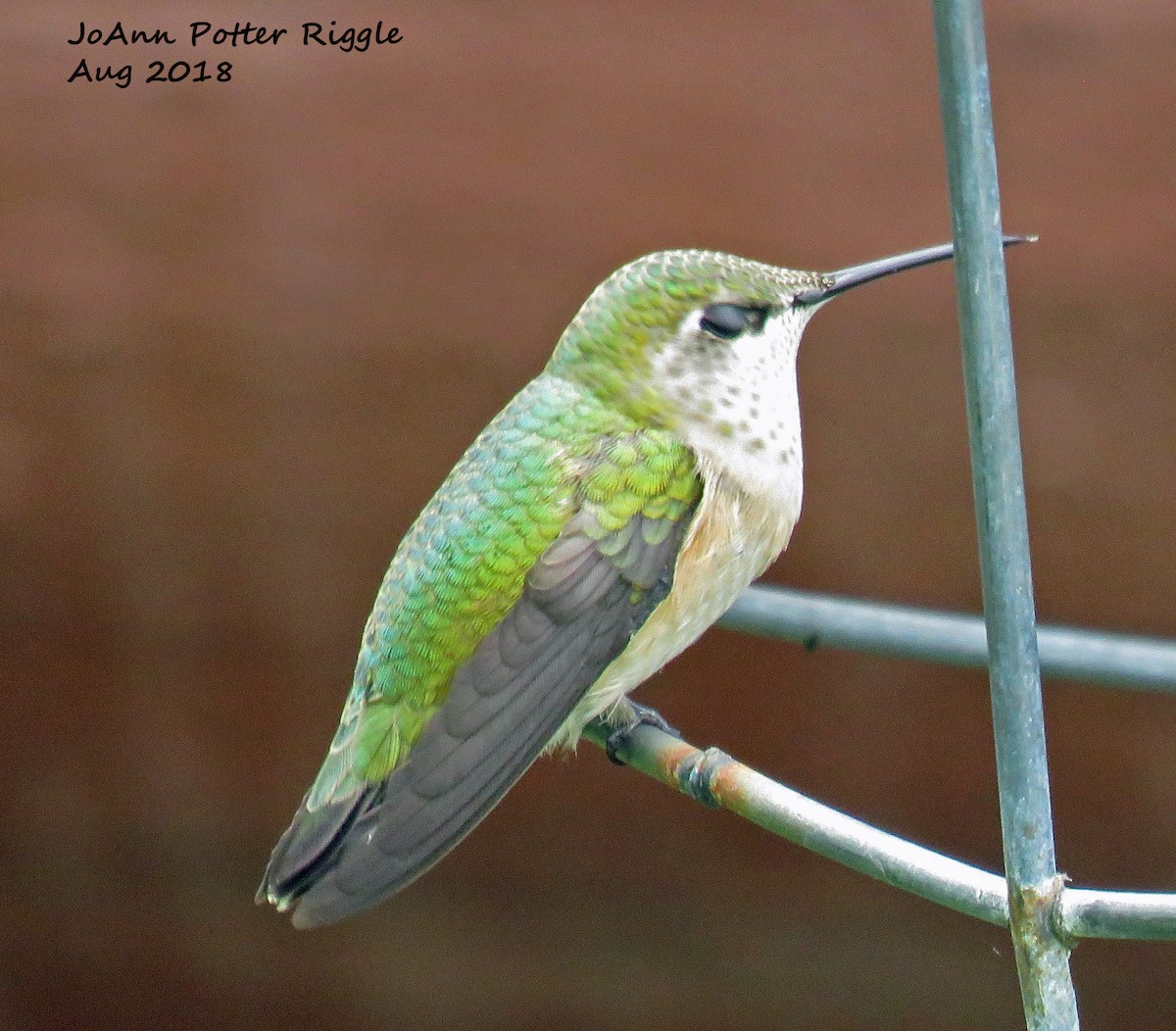 Calliope Hummingbird - JoAnn Potter Riggle 🦤