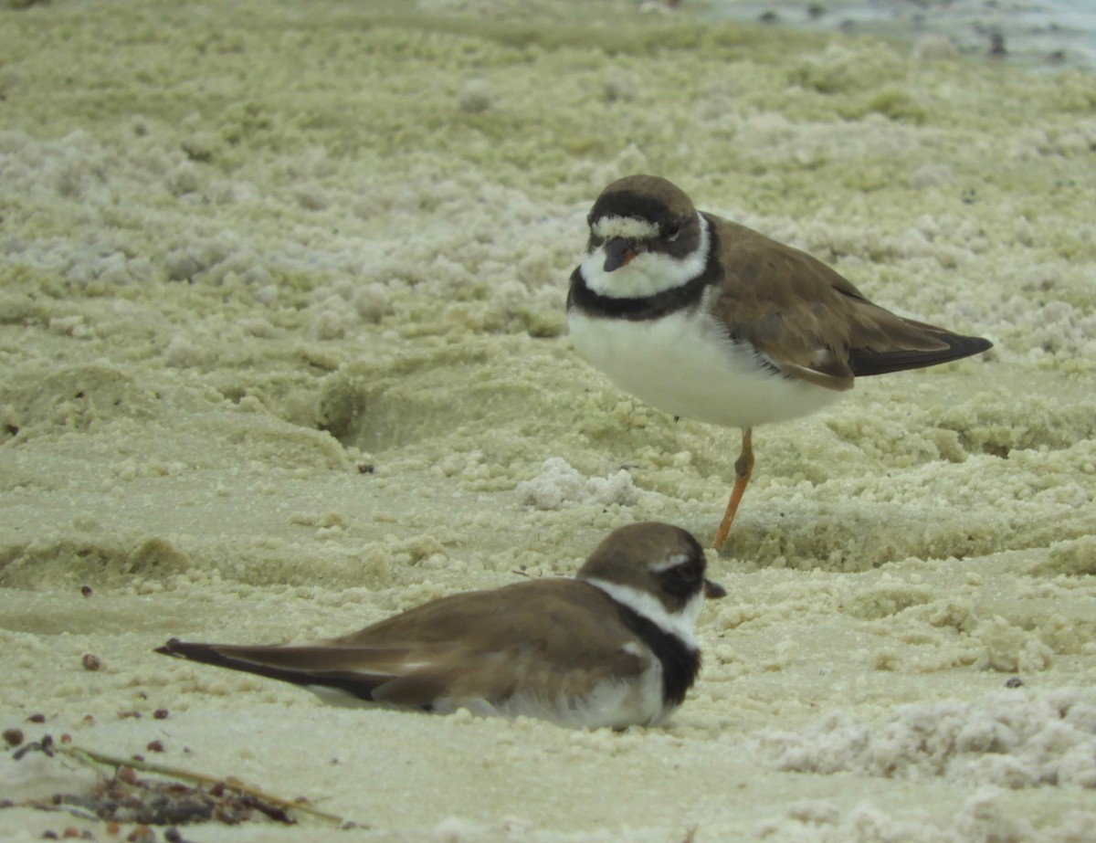 Semipalmated Plover - ML112004381