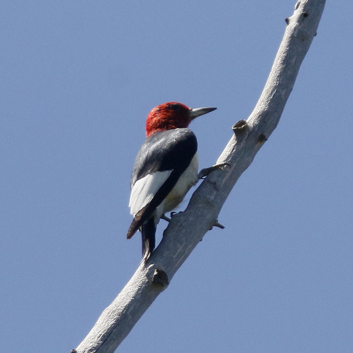 Red-headed Woodpecker - Bill Maynard
