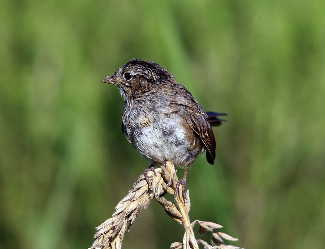 Swamp Sparrow - ML112007731