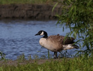 Canada Goose, ML112011101