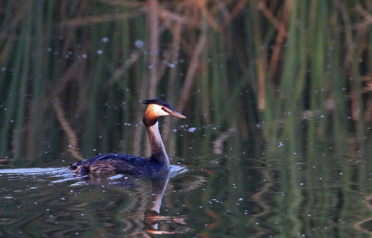 Great Crested Grebe - Jay McGowan